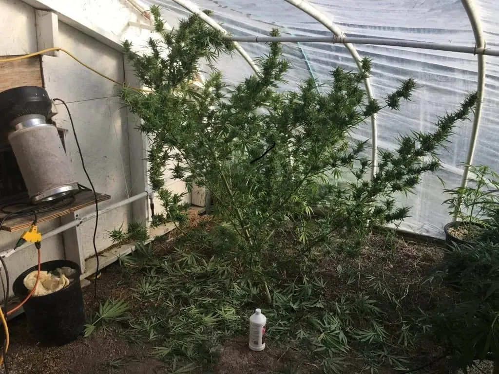 Big Sativa