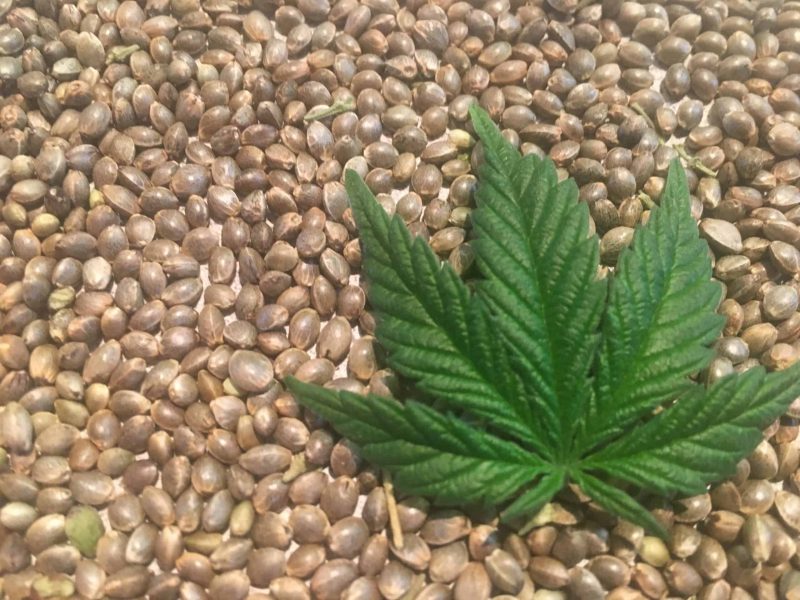 Cannabis Indica Leaf