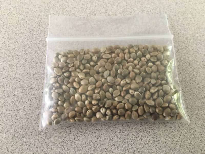 African Landrace Cannabis Seeds