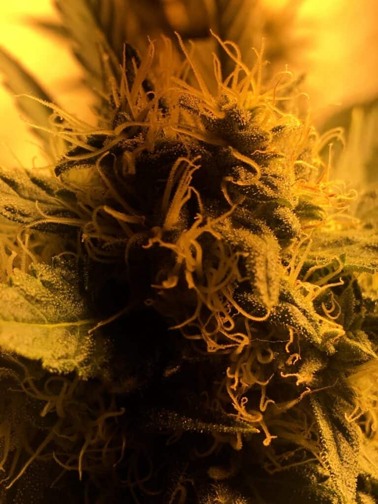 Blackberry Spacewreck LED
