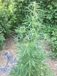 Pure Sativa Landrace