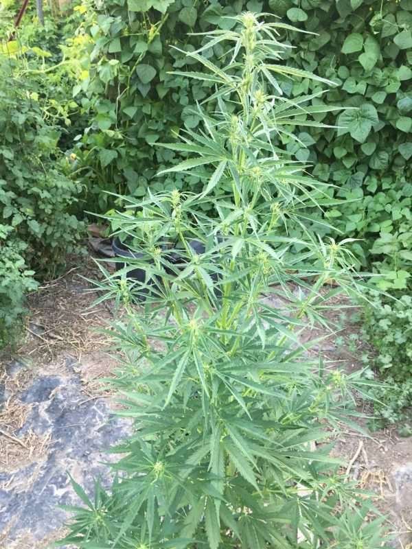 Pure Sativa Landrace