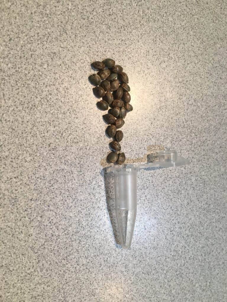 Free Cannabis Seed Order