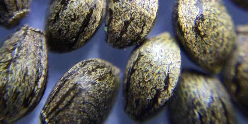 Tiger Striped Cannabis Seeds