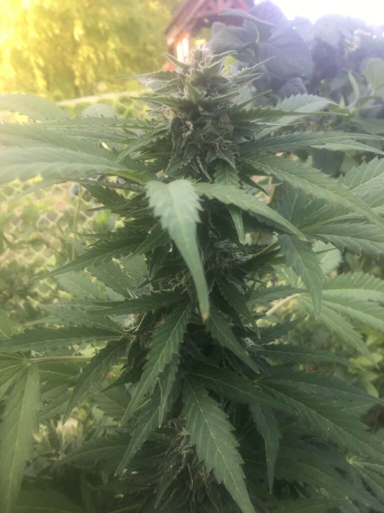 Amnesia Auto Flower Bud
