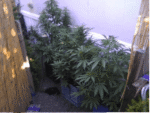 Auto Flower Cannabis Plants