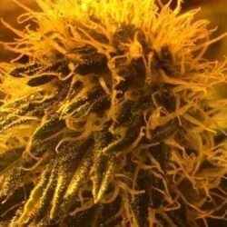 Sour Plums X Santa Marta Colombian Gold