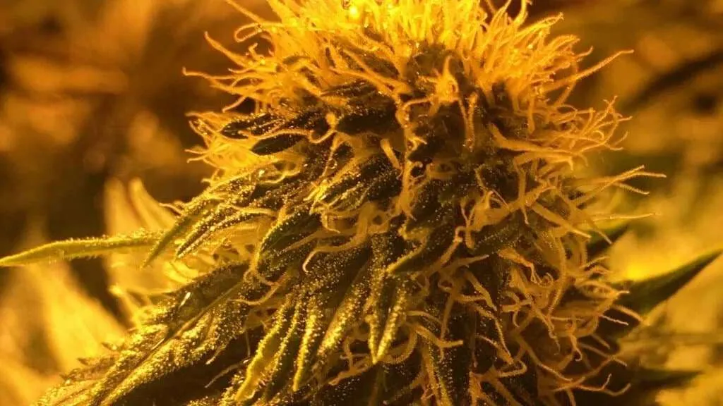 Cannabis Flower Under LEDs