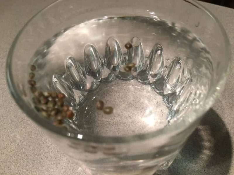 Cannabis Seed Germination in Water