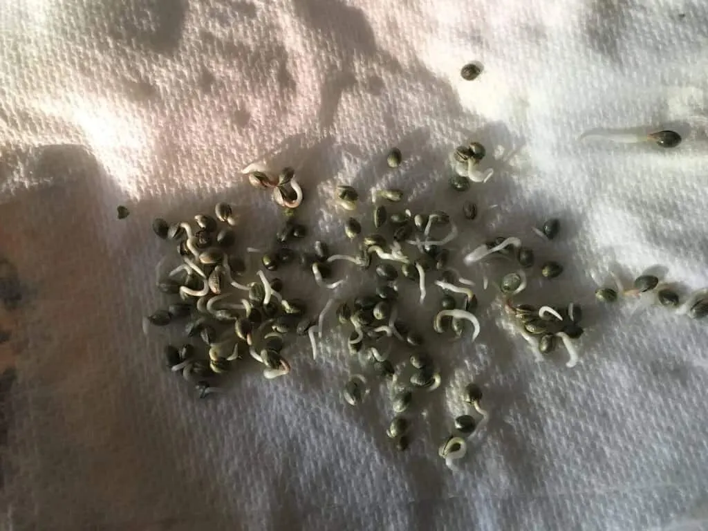 Cannabis Seed Sprouting in a Paper Towel