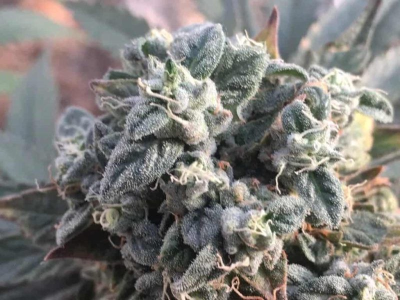 Sour Lowryder 2 Auto-Flower