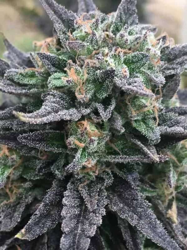 High Potency Cannabis Bud