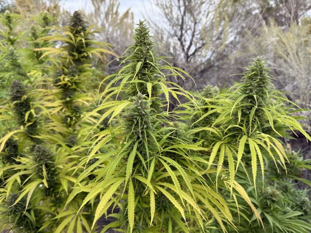 Cannabis maturing, and nearing harvest
