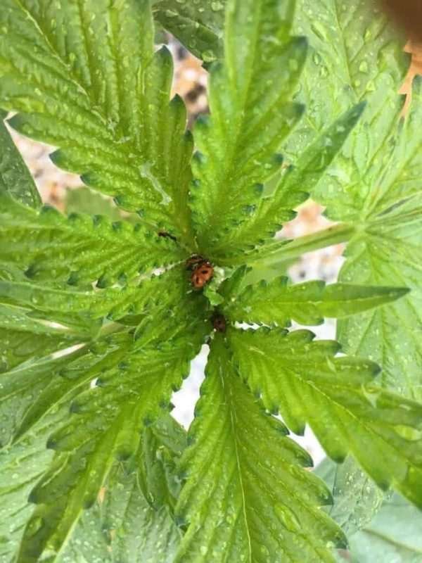 Lady Bugs Ready to Work