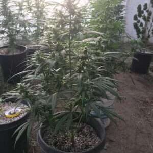 Lebanese Landrace Cannabis Plant