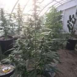 Lebanese Landrace Cannabis Plant