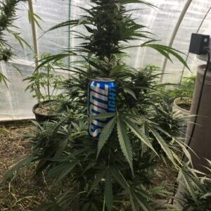 Lebanese Sativa Landrace