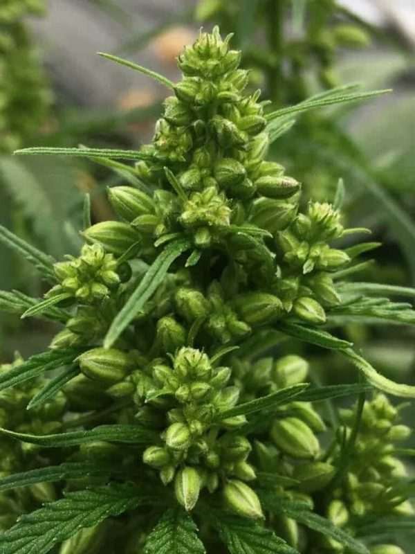 Male Cannabis Flowers 2