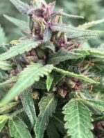 Purple Cannabis Flower