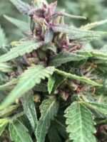 Purple Cannabis Flower