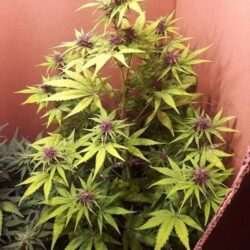 Sour 60 Purple Pheno