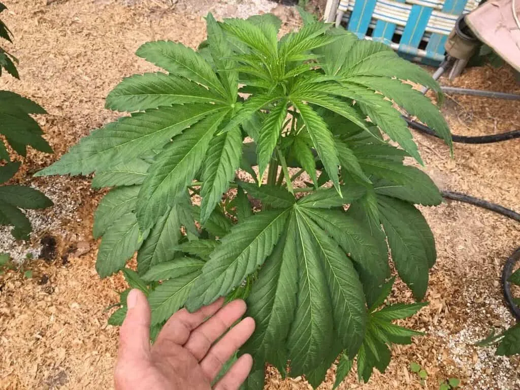 The Force Cannabis Strain