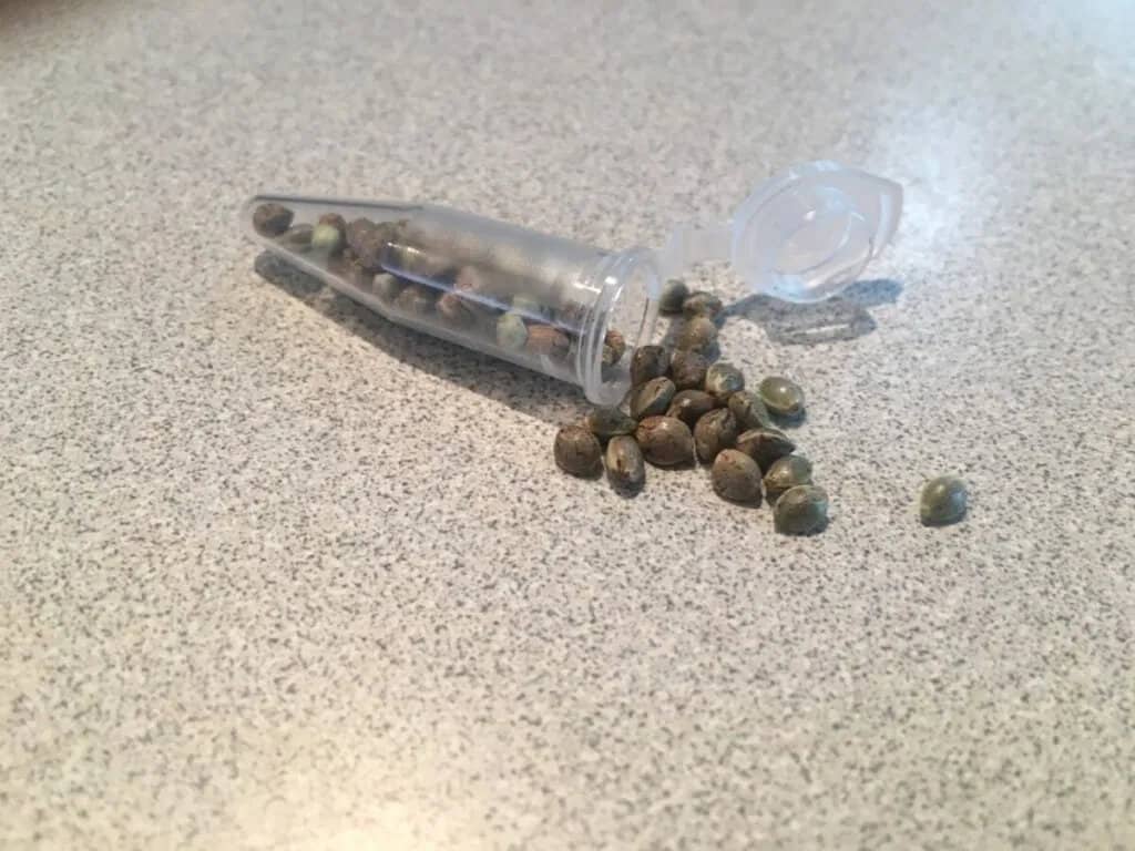 Vial of Cannabis Seeds
