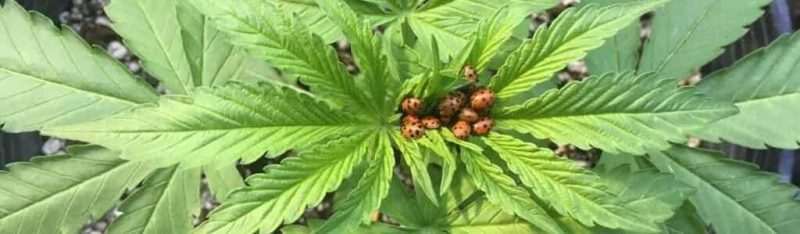 Lady Bugs on a Cannabis Leaf