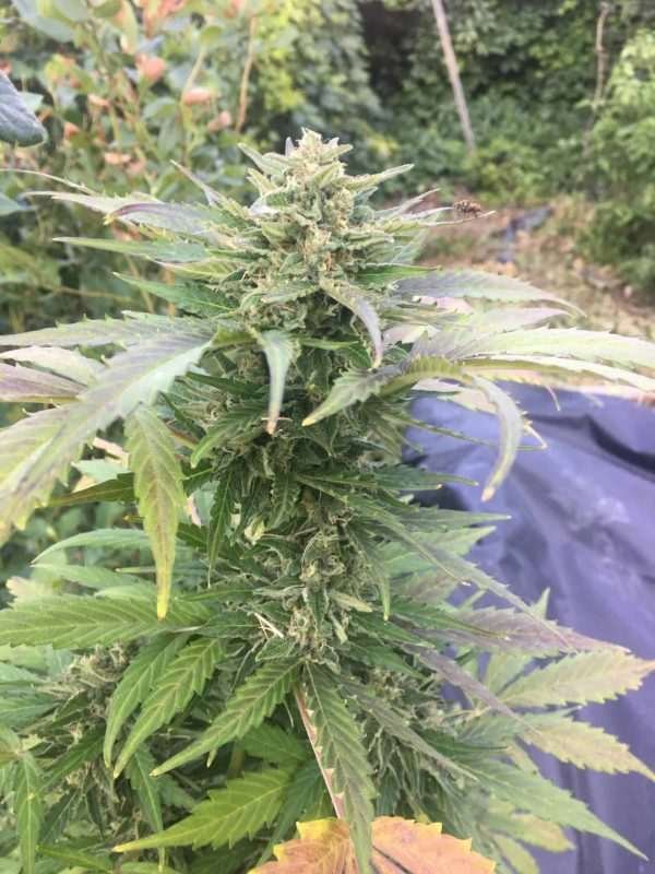 Auto Flower Cannabis Plant Maturing Seed