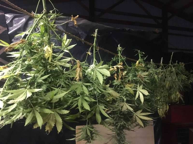 Auto Flower Cannabis