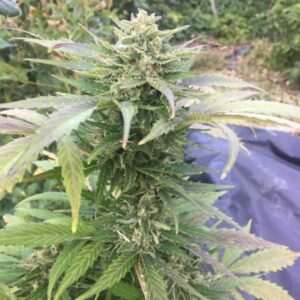 Auto Flowwer Cannabis Bud