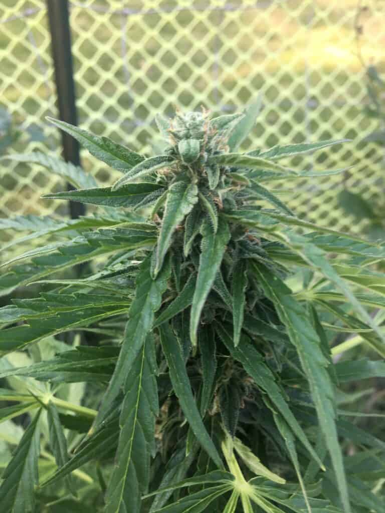 Autoflower Cannabis