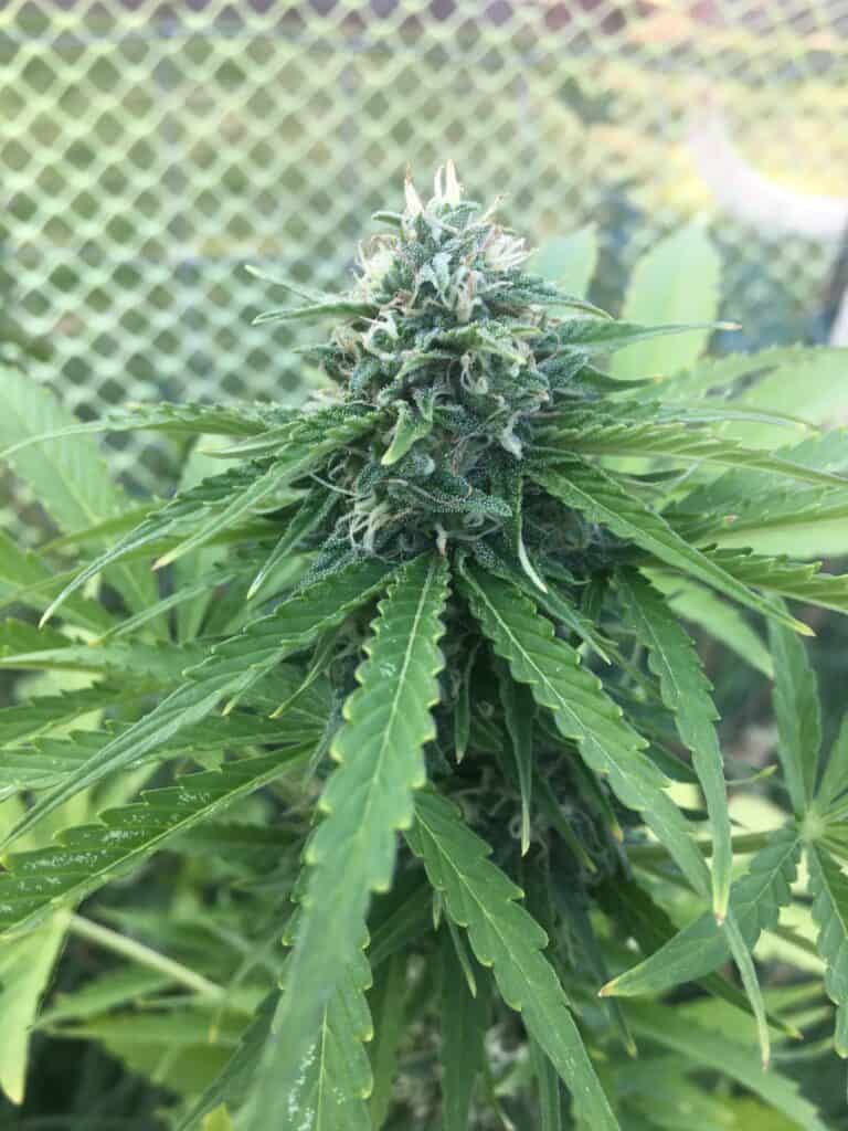 Cannabis Flower