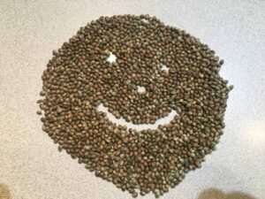 How long can cannabis seeds be stored?