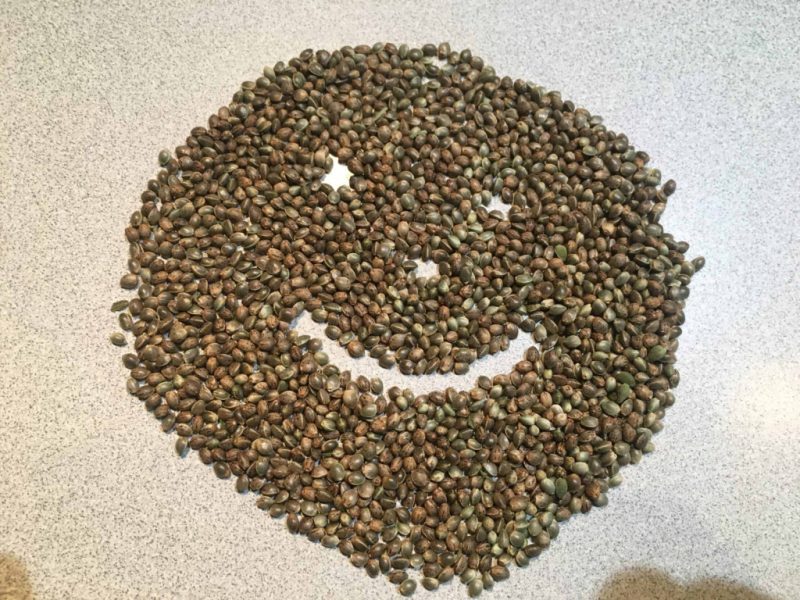 New Seeds For The Free Cannabis Seed Offer