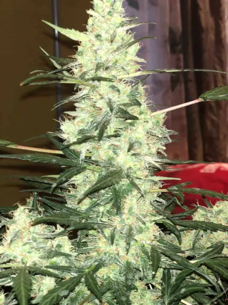 Beautiful Bud From a Free Seed Order