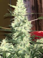 Beautiful Bud From a Free Seed Order