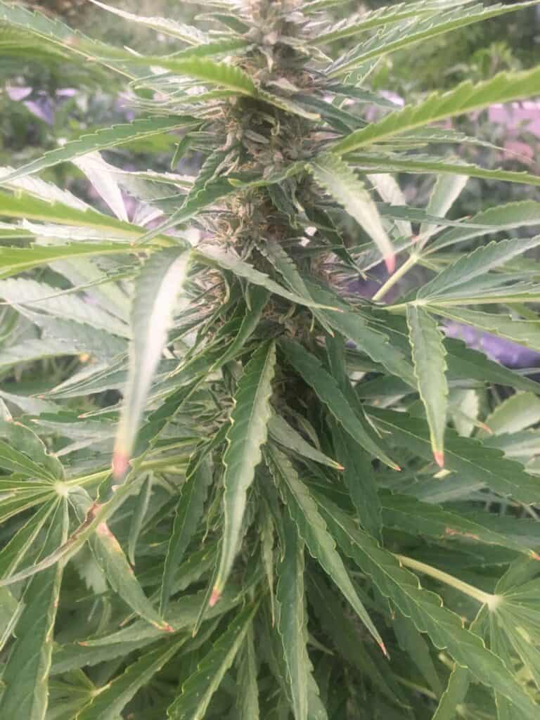 Blue Haze Auto Cannabis Flower