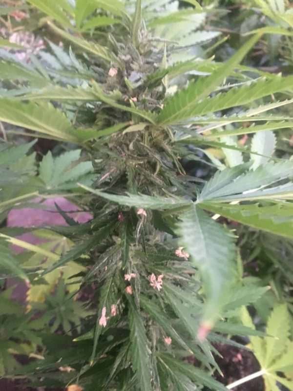 Blue Haze Seeded Cannabis Auto Flower