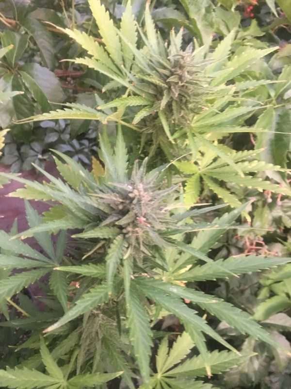 Blue Haze Widow Auto Flower Cannabis Bud