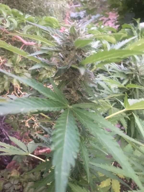 Blue Haze Widow Cannabis Autoflower