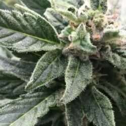 MI5 Auto-Flower Cannabis