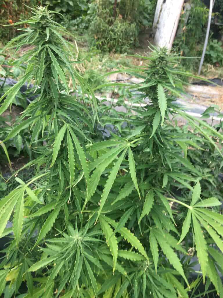 MI5 Cannabis Plants 1