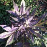 MI5 Purple Pheno Cannabis