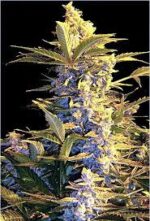 Mi5 Auto Flower Cannabis