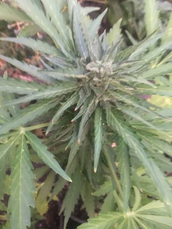 Mi5 Cannabis Auto flower