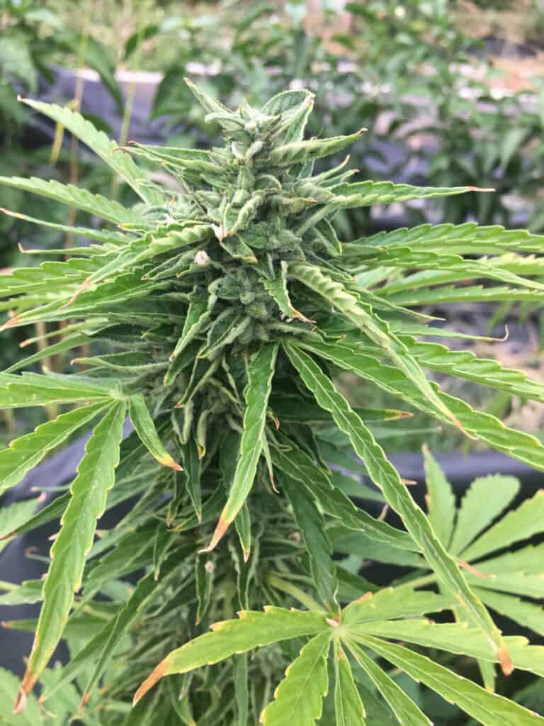 Mi5 Cannabis Plant