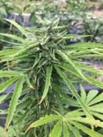 Mi5 Cannabis Plant