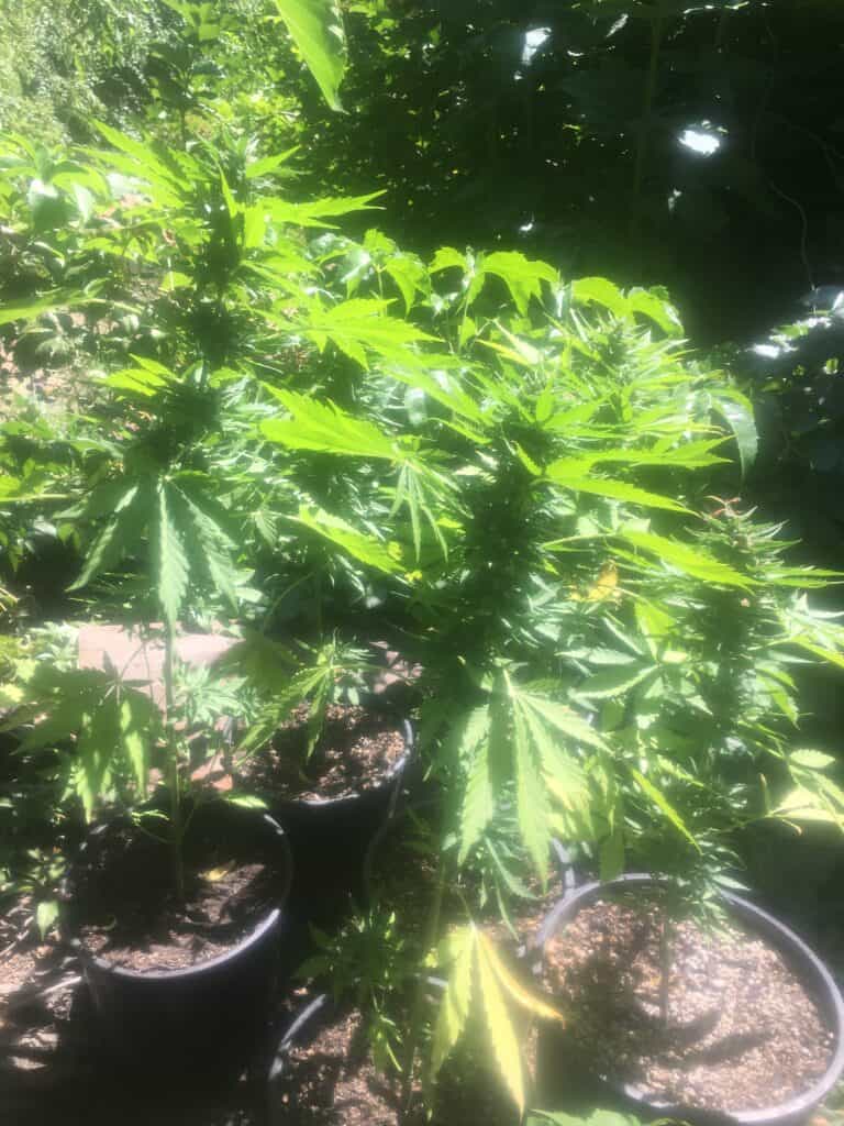 Mi5 Cannabis Plants