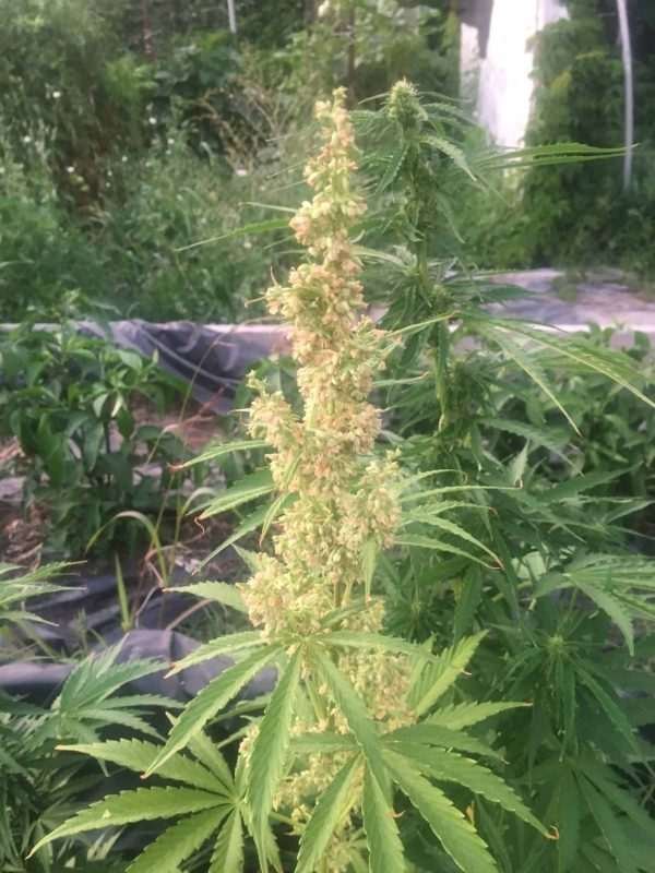 Mi5 Male Cannabis Plant